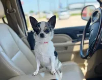 Sunday , a female Chihuahua for sale in Abilene, TX – 4 of 5