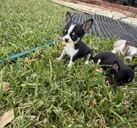 Pepe, a male Chihuahua for sale in Abilene, TX – 4 of 9