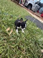 Pepe, a male Chihuahua for sale in Abilene, TX – 2 of 9