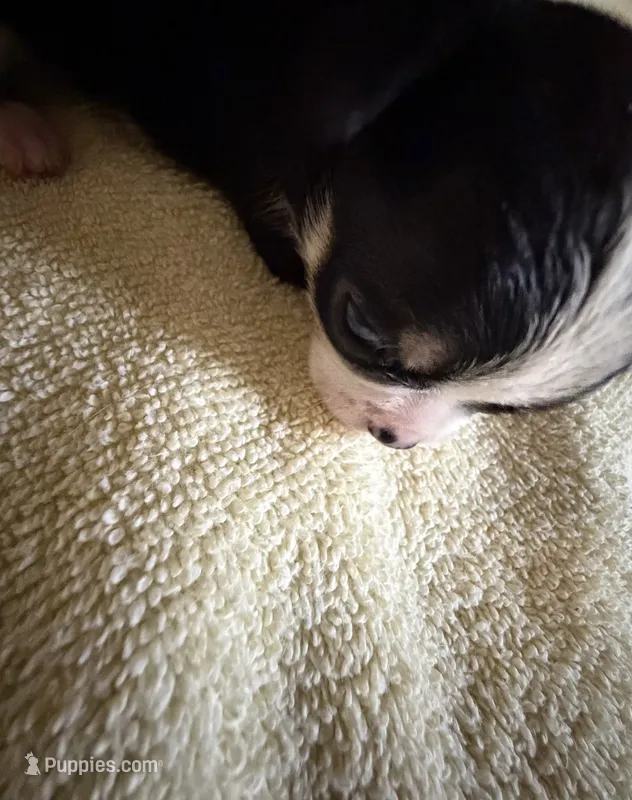 Taco – Chihuahua puppy for sale in Abilene, TX