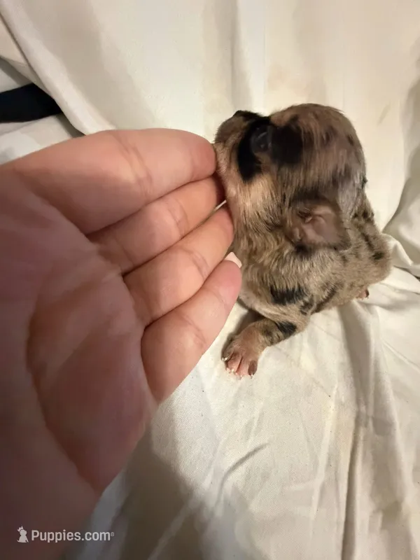 Taka  – Chihuahua puppy for sale in Abilene, TX