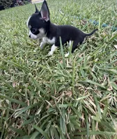 Pepe, a male Chihuahua for sale in Abilene, TX – 3 of 9
