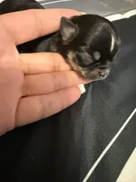 Khaleesi, a female Chihuahua for sale in Abilene, TX – 3 of 7