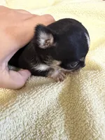 Beyoncé , a female Chihuahua for sale in Abilene, TX – 1 of 5