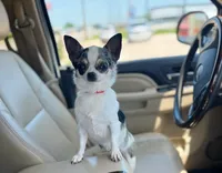 Piglet , a male Chihuahua for sale in Abilene, TX – 6 of 7