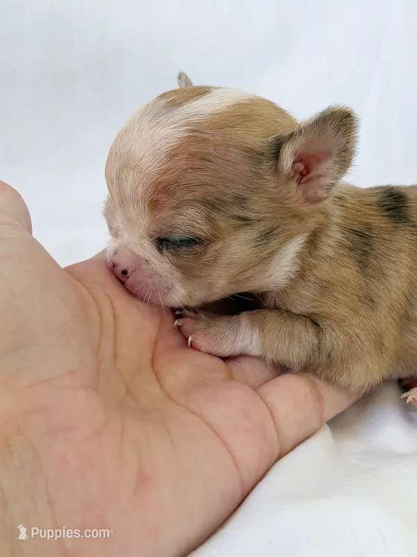 Piglet  – Chihuahua puppy for sale in Abilene, TX