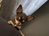 Sunday , a female Chihuahua for sale in Abilene, TX – 5 of 5