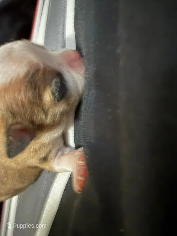 Piglet  – Chihuahua puppy for sale in Abilene, TX