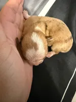 Piglet , a male Chihuahua for sale in Abilene, TX – 2 of 7