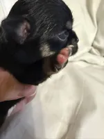 Khaleesi, a female Chihuahua for sale in Abilene, TX – 5 of 7