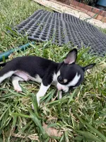 Pepe, a male Chihuahua for sale in Abilene, TX – 1 of 9
