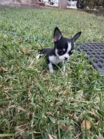 Pepe, a male Chihuahua for sale in Abilene, TX – 7 of 9