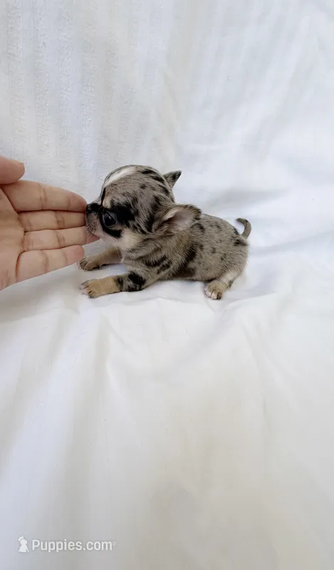 Taka  – Chihuahua puppy for sale in Abilene, TX