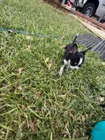 Pepe, a male Chihuahua for sale in Abilene, TX – 6 of 9