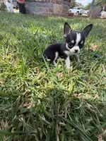 Pepe, a male Chihuahua for sale in Abilene, TX – 5 of 9