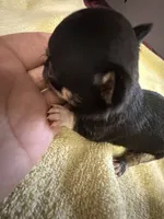 Beyoncé , a female Chihuahua for sale in Abilene, TX – 2 of 5