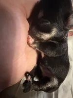 Khaleesi, a female Chihuahua for sale in Abilene, TX – 2 of 7