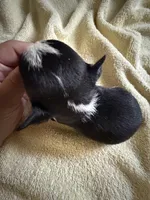 Taco, a female Chihuahua for sale in Abilene, TX – 2 of 5