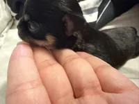 Khaleesi, a female Chihuahua for sale in Abilene, TX – 4 of 7