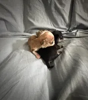 Piglet , a male Chihuahua for sale in Abilene, TX – 4 of 7
