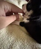 Taco, a female Chihuahua for sale in Abilene, TX – 3 of 5