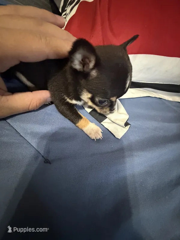 Beyoncé  – Chihuahua puppy for sale in Abilene, TX
