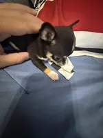 Beyoncé , a female Chihuahua for sale in Abilene, TX – 1 of 1