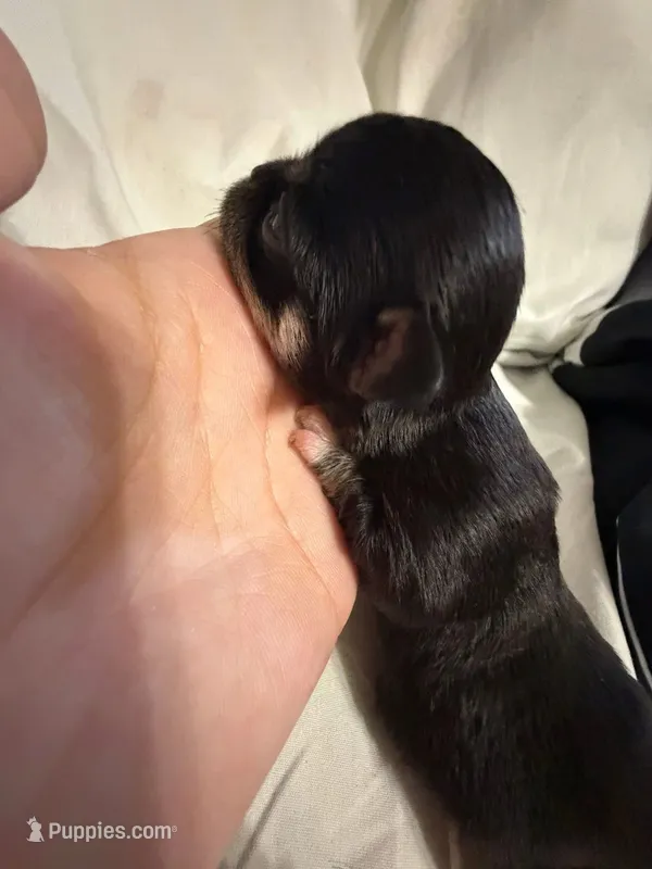 Khaleesi – Chihuahua puppy for sale in Abilene, TX