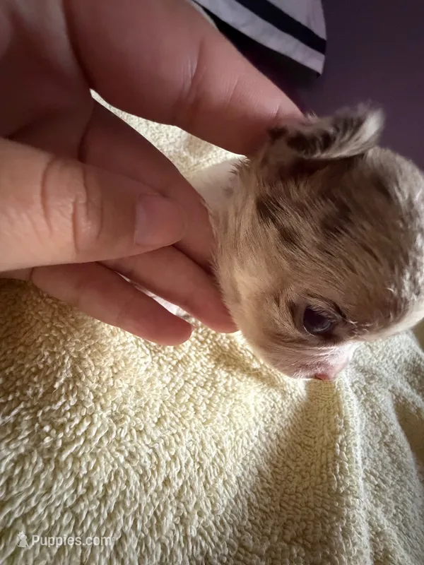 Sunday  – Chihuahua puppy for sale in Abilene, TX