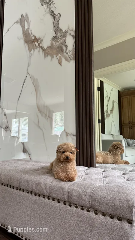 Mocha the Micro Poodle  – Poodle - Toy  puppy for sale in Portland, OR
