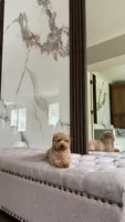 Mocha the Micro Poodle , a female Poodle - Toy  for sale in Portland, OR – 1 of 5