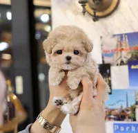 Geo - Teacup Maltipoo , a female Maltipoo for sale in Portland, OR – 4 of 5