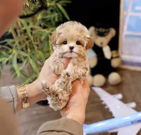 Ageo - Teacup Maltipoo , a male Maltipoo for sale in Portland, OR – 4 of 4