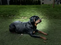Roxy the Rottweiler , a female Rottweiler for sale in Portland, OR – 2 of 4