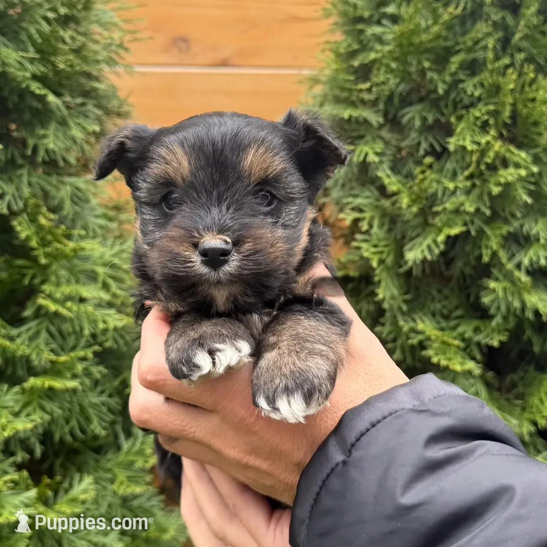 YorkiPoo Puppy Girl  – Yorkipoo puppy for sale in Portland, OR