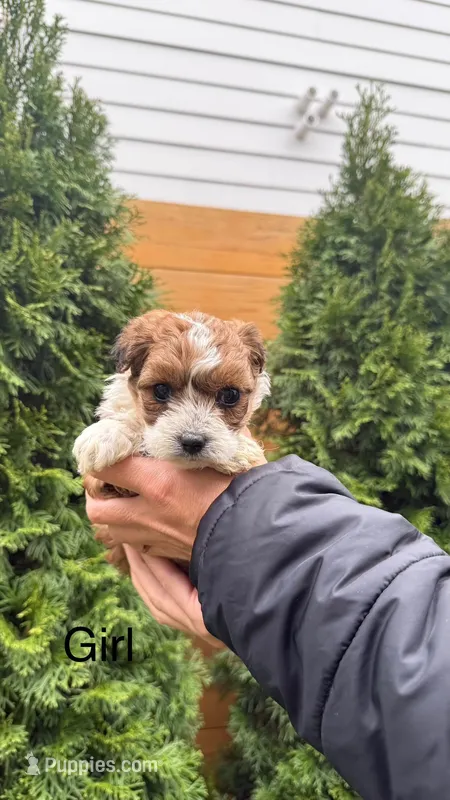 YorkiPoo Puppy Girl , a female Yorkipoo for sale in Portland, OR – Photo 1 of 2