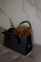 Toto the Teacup Poodle Male , a male Poodle - Toy  for sale in Portland, OR – 3 of 6