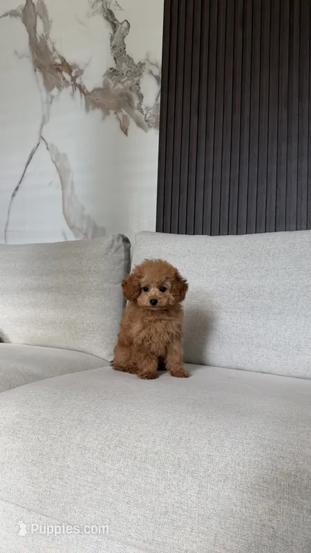 Toy/ Teacup Poodle Boy – Poodle - Toy  puppy for sale in Portland, OR