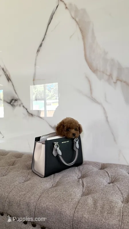 Teacup Poodle Boy  – Poodle - Toy  puppy for sale in Portland, OR