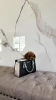 Toy/ Teacup Poodle Boy , a male Poodle - Toy  for sale in Portland, OR – 1 of 3