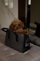 Toto the Teacup Poodle Male , a male Poodle - Toy  for sale in Portland, OR – 4 of 6