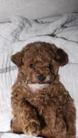 Teacup Poodle Puppy , a male Poodle - Toy  for sale in Portland, OR – Photo 4 of 4
