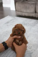 Teacup Poodle Boy Puppy, a male Poodle - Toy  for sale in Portland, OR – Photo 2 of 3