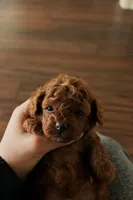 Teacup Poodle Boy Puppy, a male Poodle - Toy  for sale in Portland, OR – Photo 3 of 3