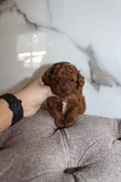 Teacup Poodle Boy Puppy, a male Poodle - Toy  for sale in Portland, OR – Photo 2 of 3