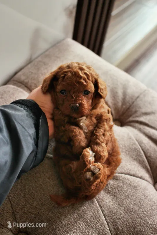 Teacup Poodle Boy Puppy – Poodle - Toy  puppy for sale in Portland, OR