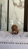 Nico, a male Poodle - Toy  for sale in Portland, OR – 2 of 3