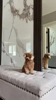 Micro Poodle Girl, a female Poodle - Toy  for sale in Portland, OR – 3 of 4
