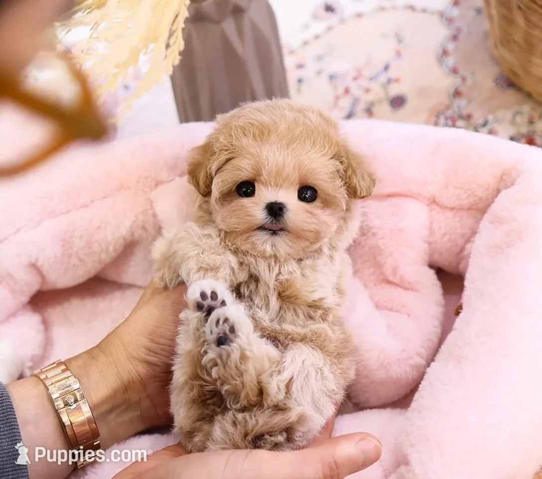 Geo - Teacup Maltipoo , a female Maltipoo for sale in Portland, OR – 1 of 5