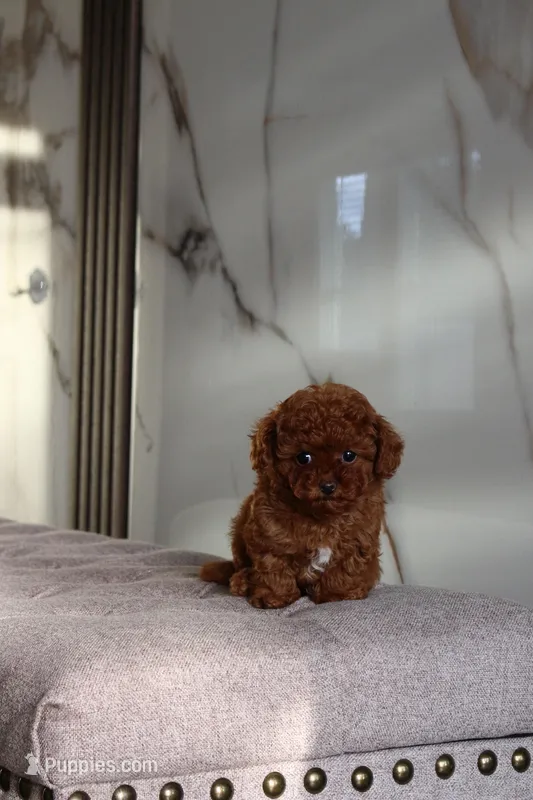 Toffee the Teacup Poodle  – Poodle - Toy  puppy for sale in Portland, OR